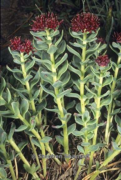 rhodiola integrifolia ssp integrifolia 1 graphic